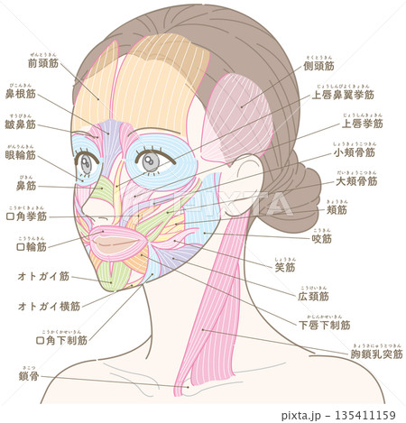 斜めの角度から見た顔の筋肉と胸鎖乳突筋（名称あり） 135411159