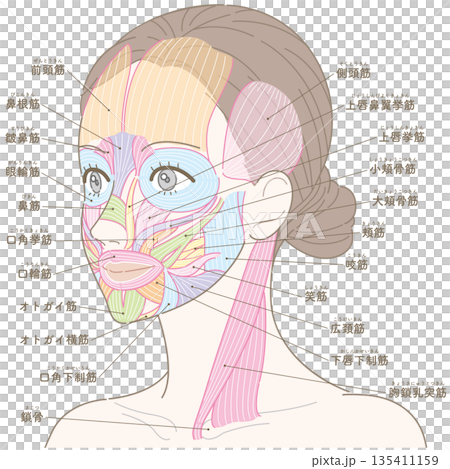 斜めの角度から見た顔の筋肉と胸鎖乳突筋（名称あり） 135411159