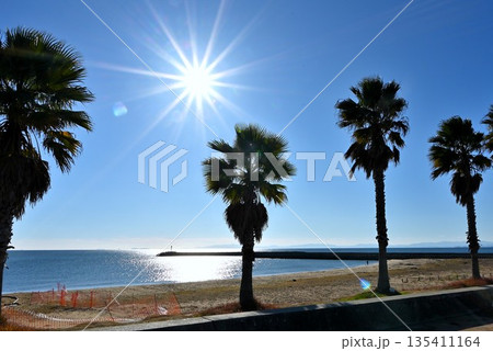 ヤシの木のある海岸 135411164