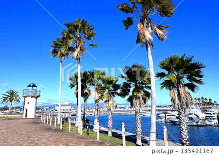 椰子の木と見晴台のある海岸 135411167