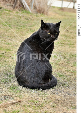 見つめる黒猫 135411171