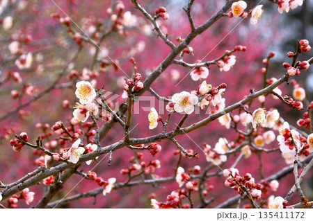 咲き始めた梅の花 135411172