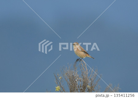 ノビタキ 135411256