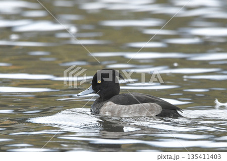 キンクロハジロ 135411403