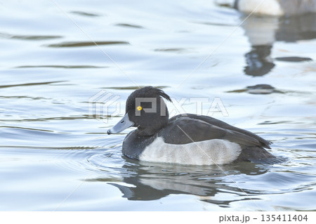 キンクロハジロ キンクロハジロ 135411404