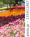 Blooming colorful tulip flowers in the garden 135411467