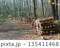 Fire wood tree  logs stock  trunks piled up 135411468