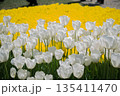 Colorful tulip flowers bloom in the garden 135411470
