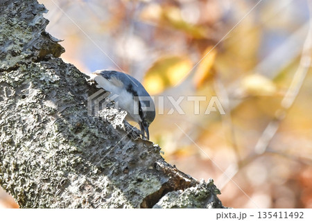 ゴジュウカラ 135411492