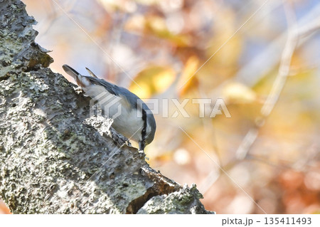 ゴジュウカラ 135411493