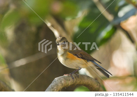 ルリビタキ 135411544