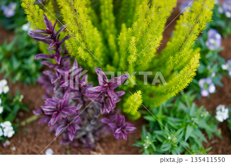 植物のクローズアップ 寄せ植えのカラーリーフと花 135411550