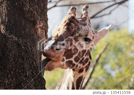 キリン キリン 135411556