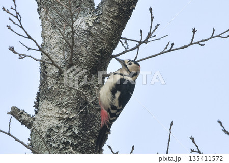 アカゲラ 135411572