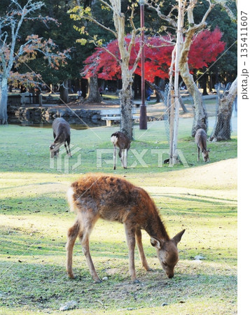 奈良県　奈良公園の鹿と紅葉　11月 135411607