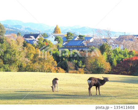 奈良県　飛火野　鹿のいる景観　11月 135411608