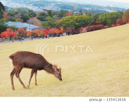 奈良県 若草山の鹿と紅葉の奈良市街 11月 奈良県 若草山の鹿と紅葉の奈良市街 11月 135411616