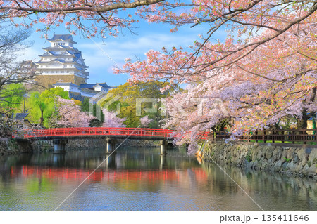【兵庫県】晴天の姫路城の内堀と満開の桜 135411646