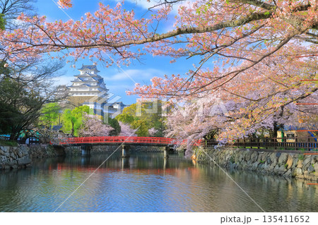 【兵庫県】晴天の姫路城の内堀と満開の桜 135411652