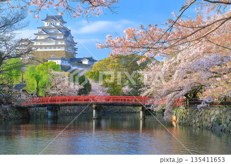 【兵庫県】晴天の姫路城の内堀と満開の桜 135411653