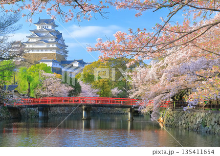 【兵庫県】晴天の姫路城の内堀と満開の桜 135411654