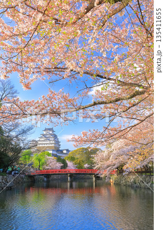 【兵庫県】晴天の姫路城の内堀と満開の桜 【兵庫県】晴天の姫路城の内堀と満開の桜 135411655