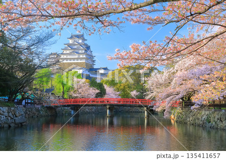 【兵庫県】晴天の姫路城の内堀と満開の桜 135411657