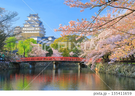 【兵庫県】晴天の姫路城の内堀と満開の桜 135411659