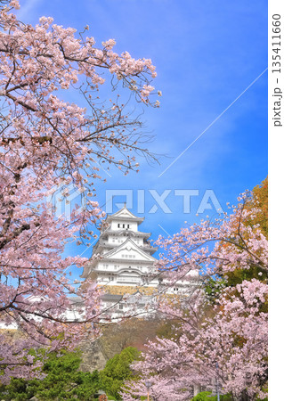【兵庫県】快晴の姫路城と満開の桜 135411660