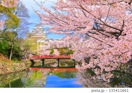 【兵庫県】晴天の姫路城の内堀と満開の桜 135411661
