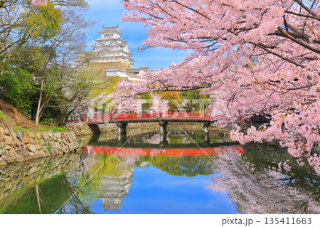 【兵庫県】晴天の姫路城の内堀と満開の桜 135411663
