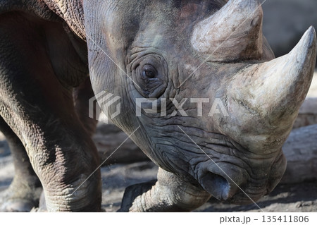 ヒガシクロサイ 135411806