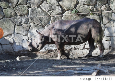 ヒガシクロサイ 135411811