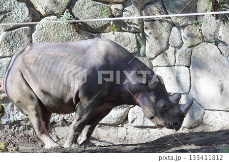 ヒガシクロサイ 135411812