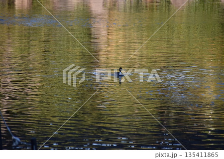 水面の波紋がエンジ色をした背景素材 135411865