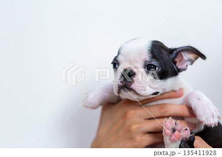 ボストンテリアの仔犬と男性 135411928