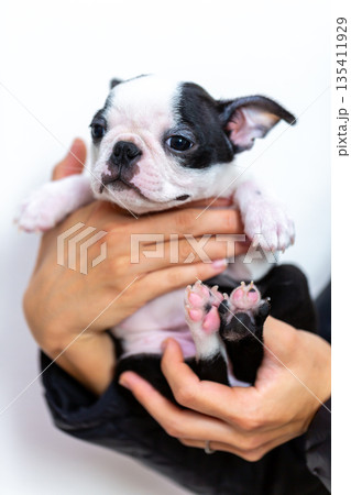 ボストンテリアの仔犬と男性 135411929