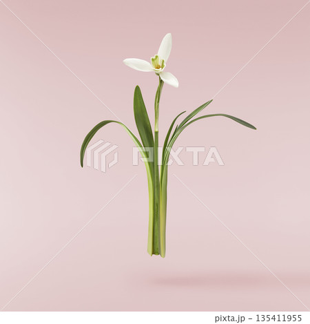 Beautiful Snowdrop flower falling in the air isolated Beautiful Snowdrop flower falling in the air isolated 135411955