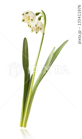 Beautiful Snowdrop flower falling in the air isolated  135411976