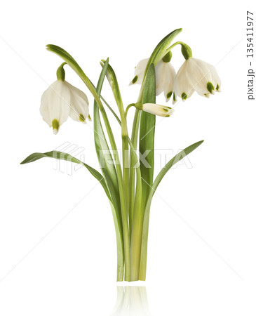 Beautiful Snowdrop flower falling in the air isolated Beautiful Snowdrop flower falling in the air isolated 135411977