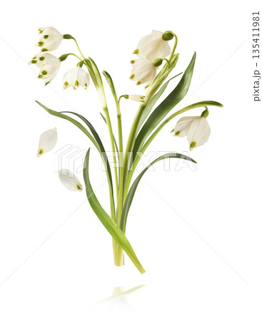Beautiful Snowdrop flower falling in the air isolated  135411981