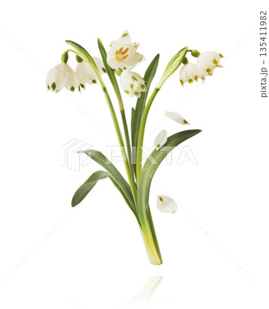 Beautiful Snowdrop flower falling in the air isolated Beautiful Snowdrop flower falling in the air isolated 135411982