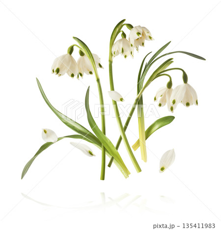 Beautiful Snowdrop flower falling in the air isolated  135411983
