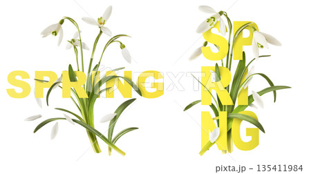 Beautiful Snowdrop flower falling in the air isolated  135411984