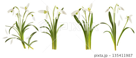 Beautiful Snowdrop flower falling in the air isolated  135411987