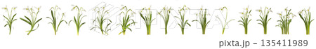 Beautiful Snowdrop flower falling in the air isolated Beautiful Snowdrop flower falling in the air isolated 135411989