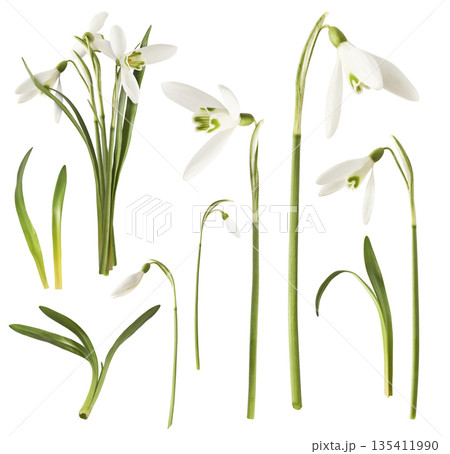 Beautiful Snowdrop flower falling in the air isolated Beautiful Snowdrop flower falling in the air isolated 135411990