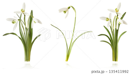 Beautiful Snowdrop flower falling in the air isolated  135411992