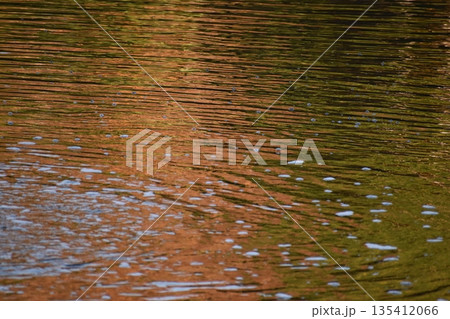 水面の波紋がエンジ色をした背景素材 水面の波紋がエンジ色をした背景素材 135412066