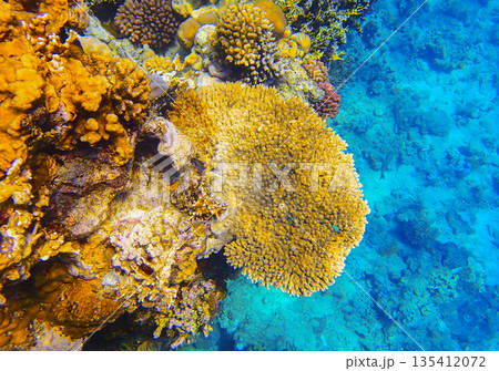 Vibrant underwater scene with a large yellow plate coral Acropora hyacinthus surrounded by various 135412072